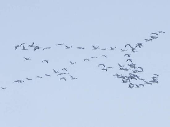 В Алтайский край прилетели с зимовки коршуны и журавли (фото)