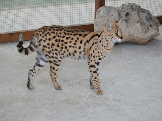 В Бахчисарае поселилась уникальная парочка кошек-сервалов