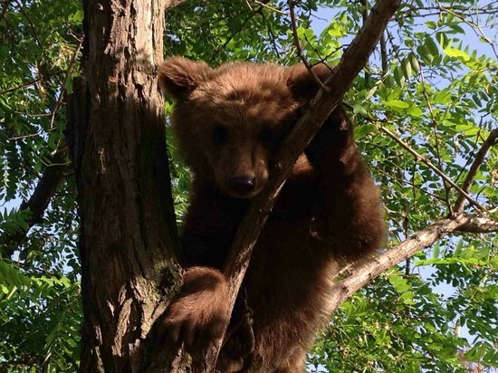 Четыре найденных в Самаре медведя поселились в сафари-парке «Тайган»