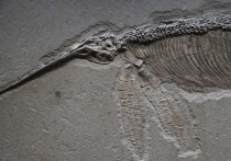 Специалисты из Манчестерского университета изучили окаменелости, обнаруженные неподалеку от города Уитби на северо-востоке Англии