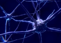 Давно известно, что популярное выражение «нервные клетки не восстанавливаются» является, по меньшей мере, преувеличением