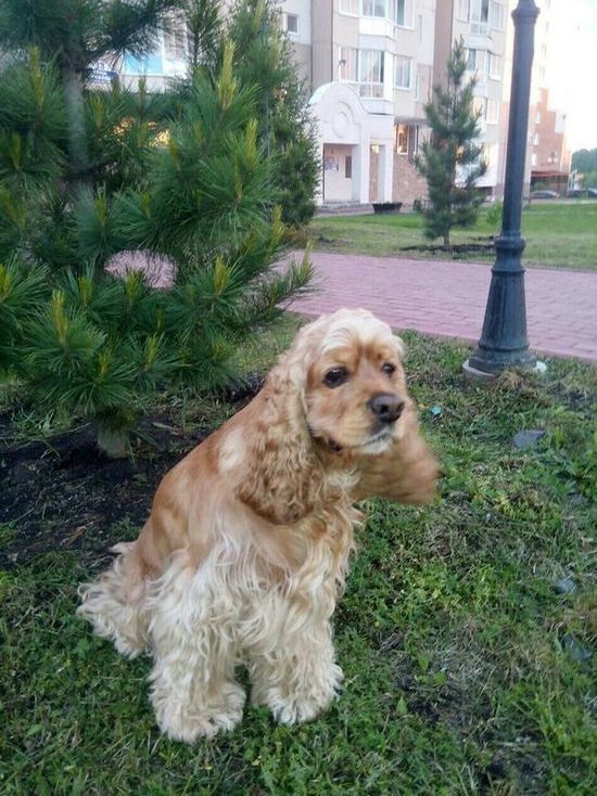 Кемеровчанка просит помочь в поисках потерявшейся собаки
