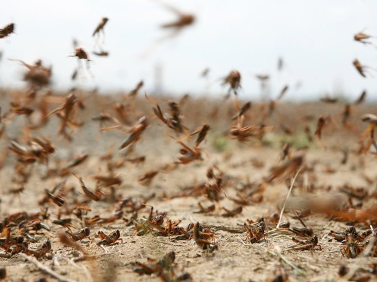  Опасный прогноз: территория массового размножения саранчи увеличится в Калмыкии 