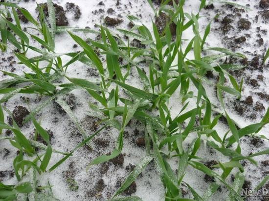 Региональный минсельхоз сообщил о состоянии озимых после малоснежной зимы