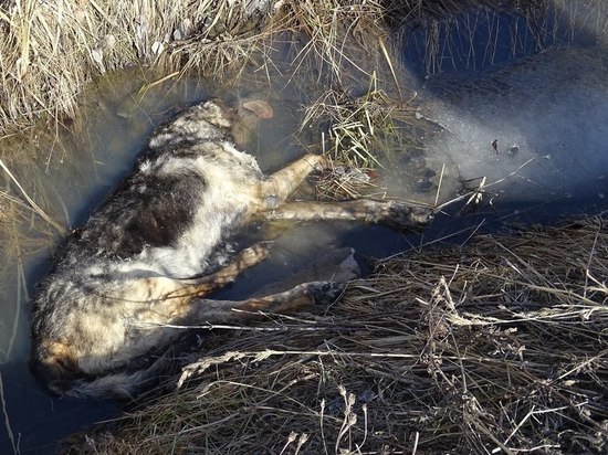 Рядом с Таллинским шоссе найдены тела шести мертвых собак