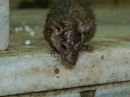 Эй, крыса: Узнали, где в Петрозаводске будут травить крыс в ближайшие дни