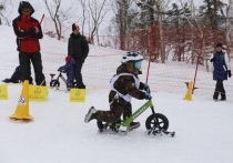 На детском склоне спортивно-туристического комплекса «Горный воздух» прошли зимние беговелогонки