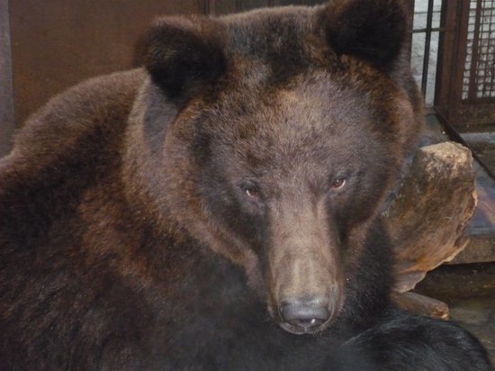 Медведи из тамбовского зоопарка не впадали в спячку