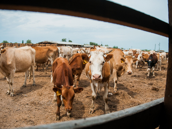 На астраханской границе развернули 40 голов скота, рвущихся в Атырау