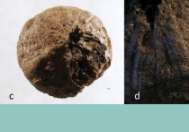 На принадлежащем Швеции острове Эланд специалисты обнаружили луковицу, возраст которой оценивается в полторы тысячи лет