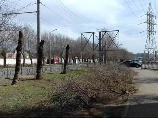 В Астрахани ради рекламы спилили десятки деревьев