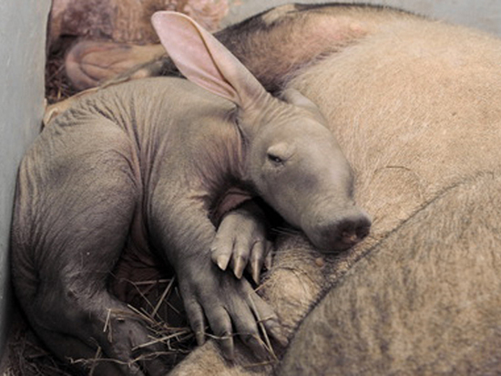 Посмотреть на малыша трубкозуба предлагает екатеринбургский зоопарк 