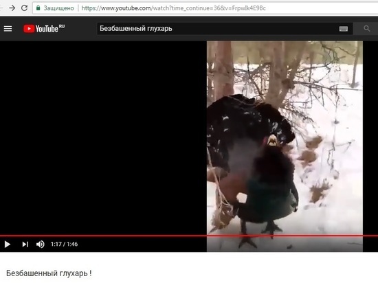 Видео томича о своей встрече с таежной птицей взорвало интернет
