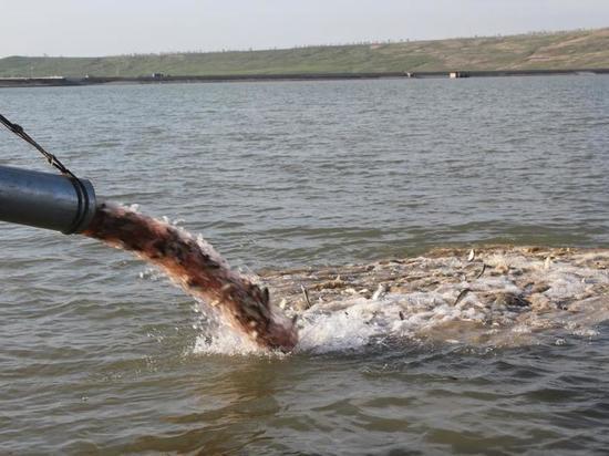 Каскад Кубанских ГЭС под Ставрополем зарыбил Егорлыкское водохранилище Каскад Кубанских ГЭС под Ставрополем зарыбил Егорлыкское водохранилище