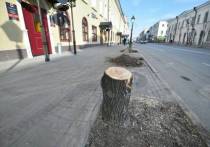 Около сотни деревьев уничтожены на улице Кремлевская в Казани, часть из них спилили под корень, другие - уже выкорчевали
