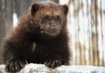 В Новосибирском зоопарке продолжает вставать на ноги потомство разнообразных видов животных
