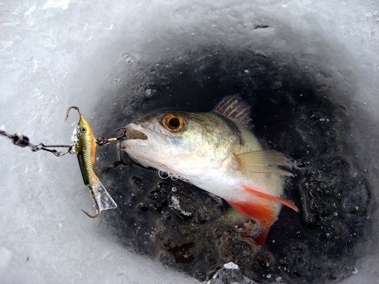 На севере Тверской области рыбаки завершили зимний сезон