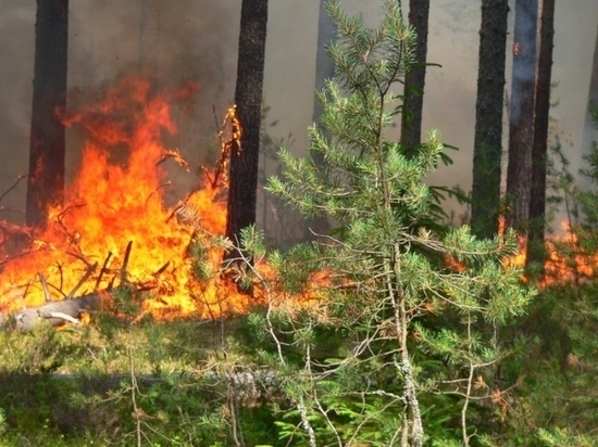Более 50 населенных пунктов Костромской области подвержены угрозе лесных пожаров