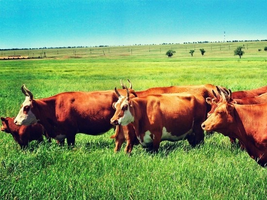 Из Калмыкии не разрешили вывезти почти сотню коров 