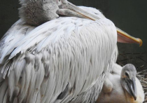 В столичном зоосаде стало одним клювом больше - недавно здесь вылупился птенец кудрявого пеликана