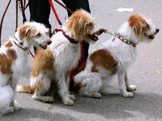 В Ханты-Мансийске владельцев собак обязывают выгуливать питомцев по правилам