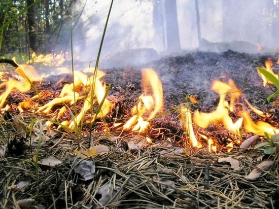 Костромичей накажут рублем за сжигание сухой травы и мусора