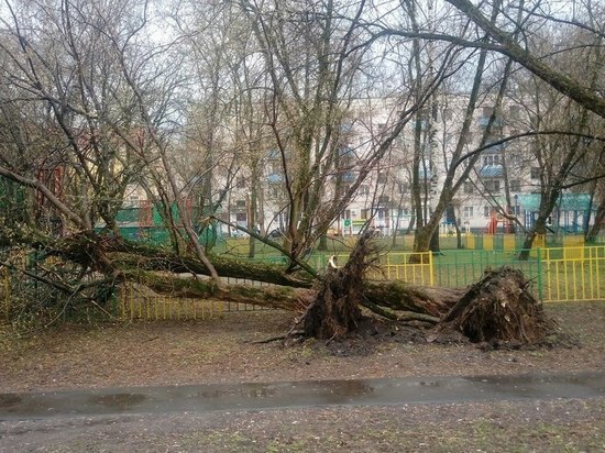 Деревья с корнями, остановки – в гармошку: что натворил ураган в Туле 