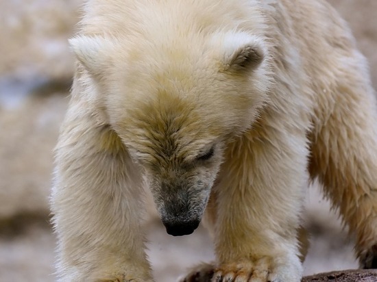 Сургутские путешественники встретили в Арктике белого медвежонка