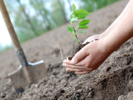 3 026 деревьев и кустарников высадят в Ульяновске этой весной 