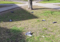 На версии отравления сошлись зоозащитники после осмотра места массовой гибели голубей у станции метро «Бабушкинская» вечером 24 апреля
