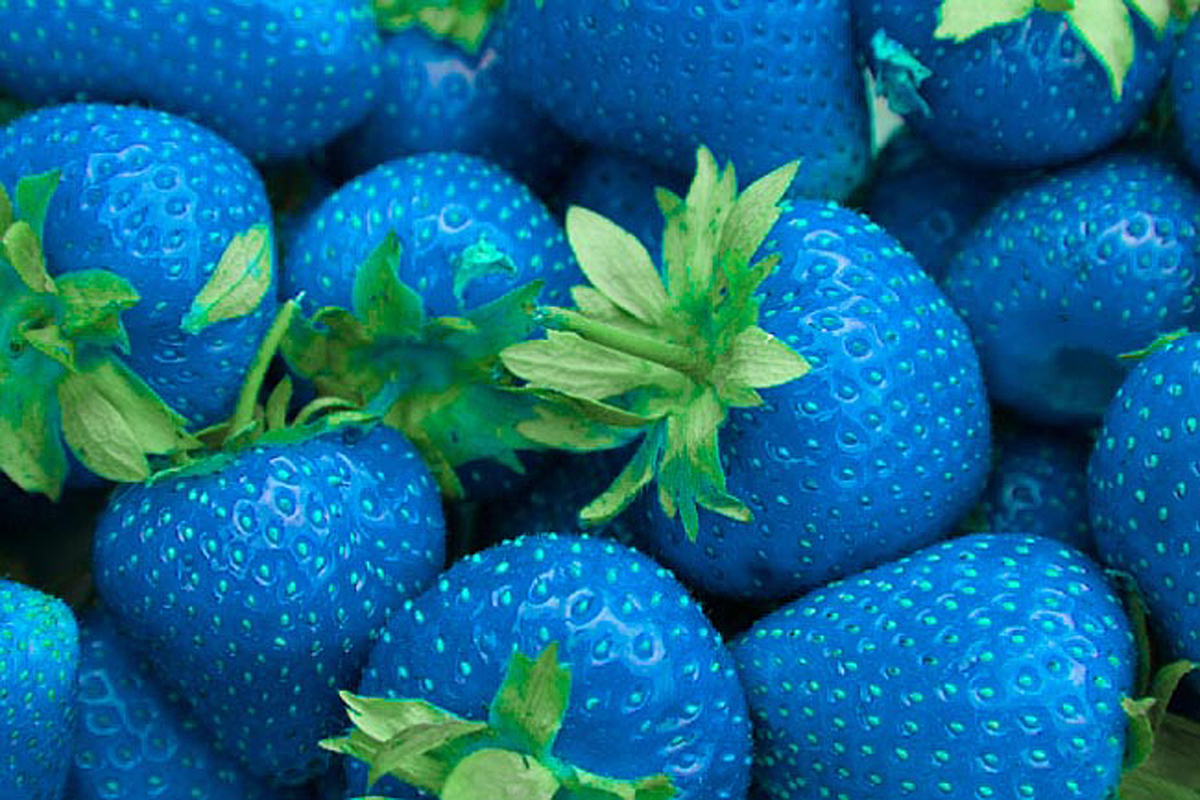 Клубника Синяя описание сорта, фото, отзывы и выращивание