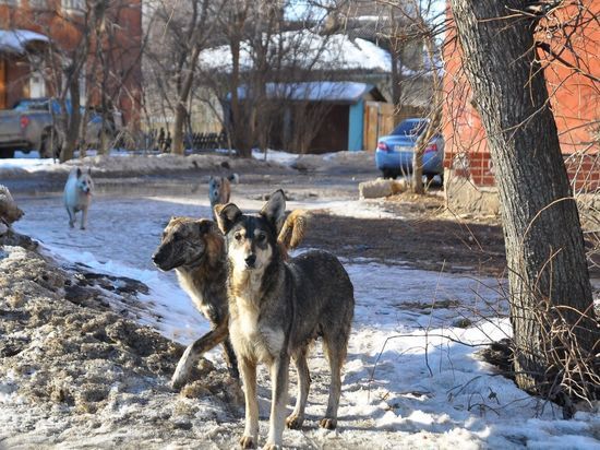 За последние три месяца 2018 года в Вологодской области зафиксировано 746 случаев нападений бродяжных животных