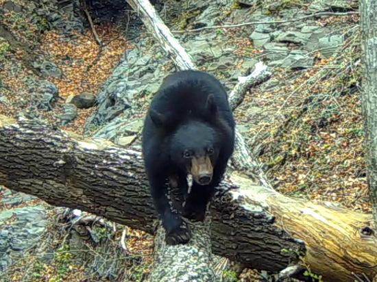Гималайский медведь подправил фотокамеру на заповедной земле