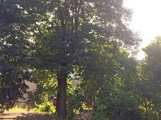 Эксперты обследуют вековой дуб в Мичуринске
