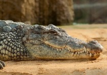 Специалисты из Рурского университета, расположенного в немецком городе Бохум, провели довольно оригинальный эксперимент с крокодилами