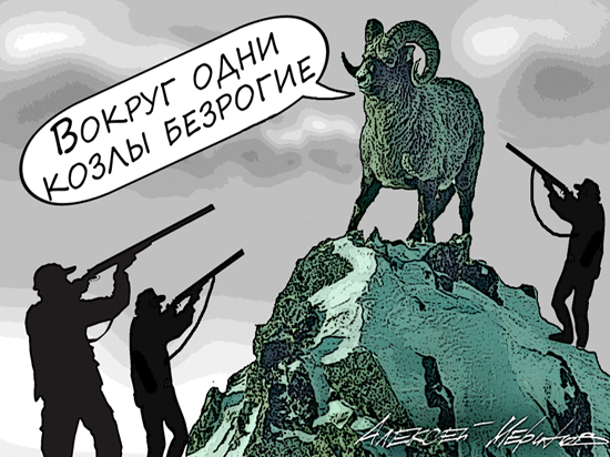 Российским богачам нужны рога: путоранские бараны стали героями Российским богачам нужны рога: путоранские бараны стали героями