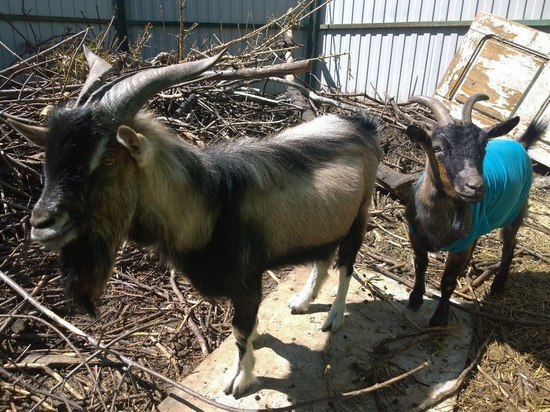 Иркутской зоогалерее подарили двух миниатюрных камерунских козочек 