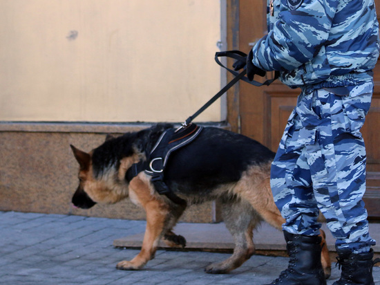 Собака не смогла взять след пропавшего ребенка 