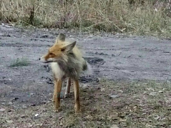 В Барнаул пришла голодная лисица и «выпрашивает» еду у горожан