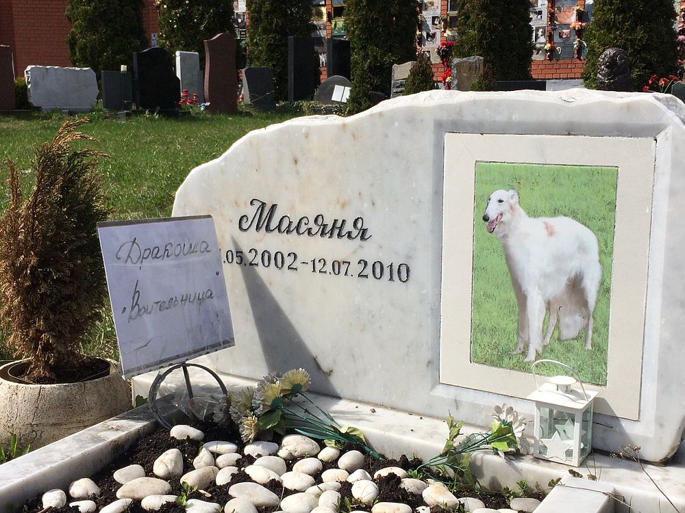 Как похоронить животное. Кладбище домашних животных в Москве. Кладбище для домашних животных Одинцово. Кладбище домашних животных арт.