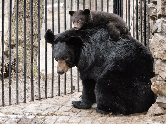 Новосибирцы теперь могут увидеть в зоопарке лунных медвежат