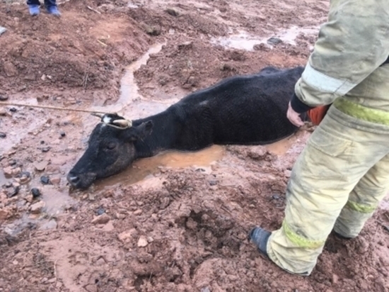 Спасатели достали корову, тонувшую в яме с грязью 