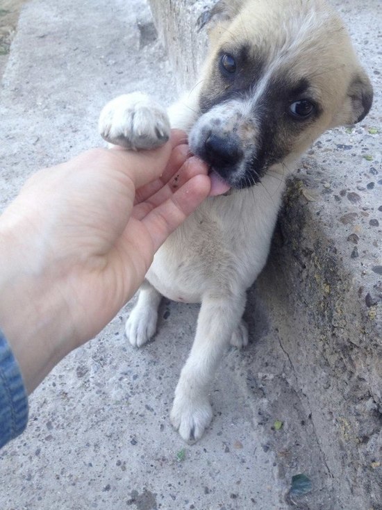 Соцсети: В Астраханской области живодеры подожгли щенка
