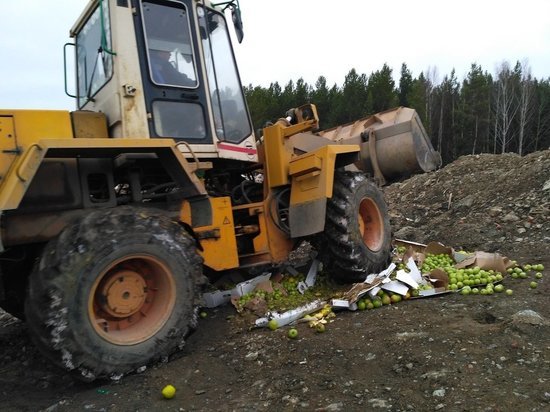 В Свердловской области уничтожено 450 килограммов яблок
