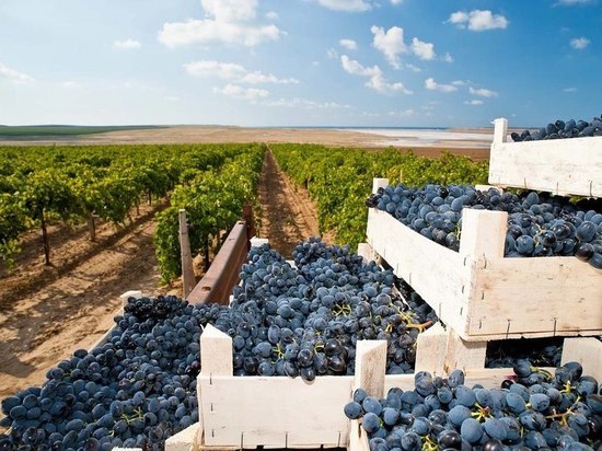 Помощь на покупку спецтехники для производства винограда получили 10 сельхозорганизаций