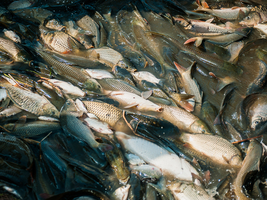 Рыбодобывающие предприятия Астрахани не соблюдают закон