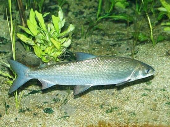 Иркутские ученые разработали проект по созданию гибридов байкальских рыб