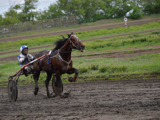 Весь региональный бомонд собрался на саратовском ипподроме, чтобы полюбоваться на сельскохозяйственных животных и увидеть старт лошадиных забегов