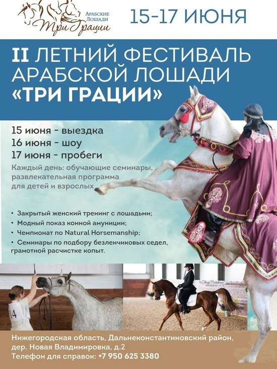 Летний фестиваль арабской лошади «Три Грации» пройдет в Нижегородской области