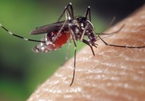 Жителей Воронежской области донимают полчища комаров